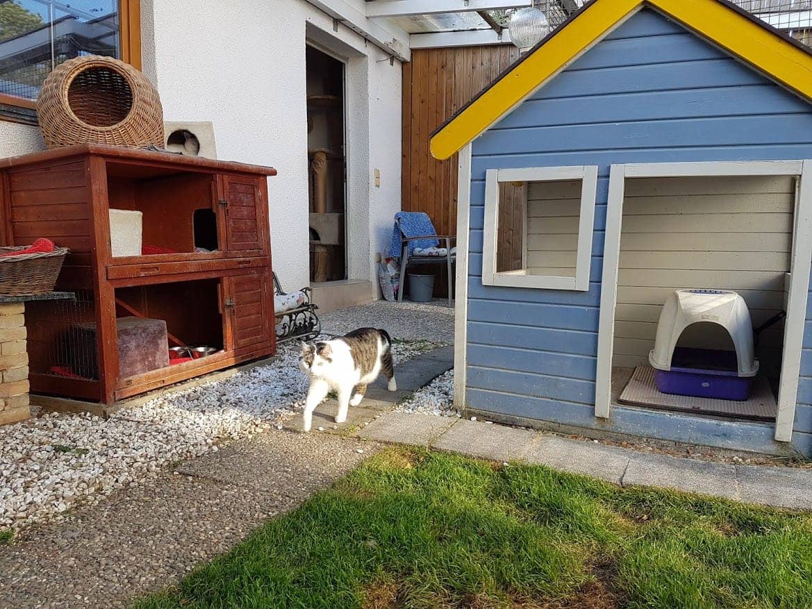 Außenanlage mit Holzhaus, blauem Katzenhäuschen und einer Katze auf dem Weg