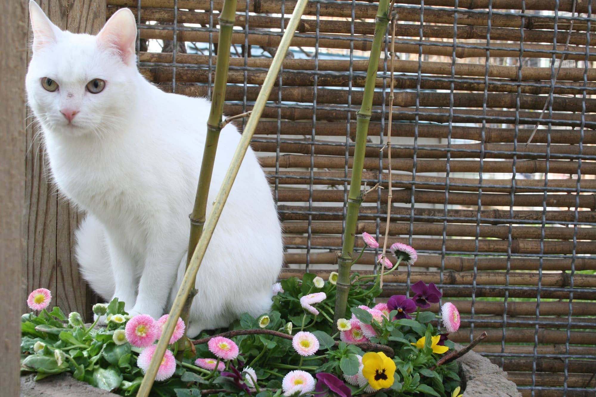 Weiße Katze sitzt zwischen Blumenkübeln am Sichtschutzzaun