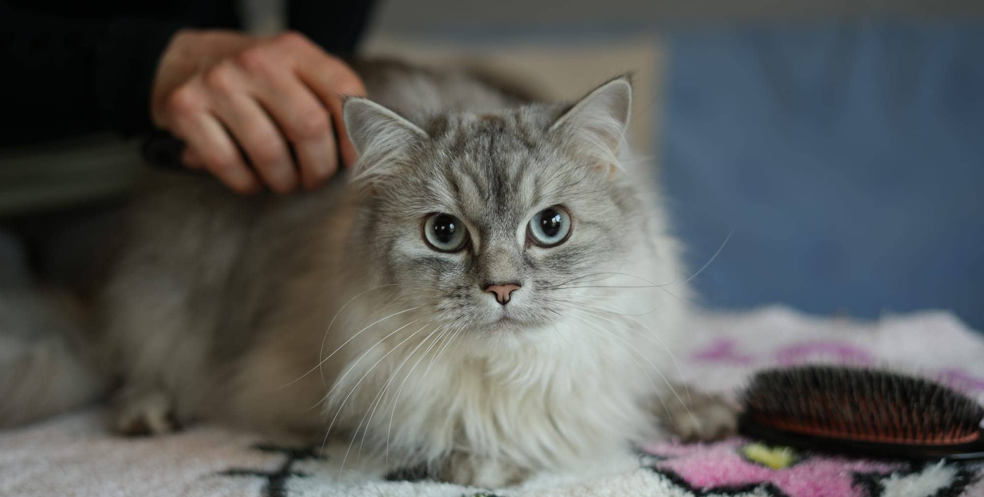 Langhaarkatze wird auf einer Decke gebürstet