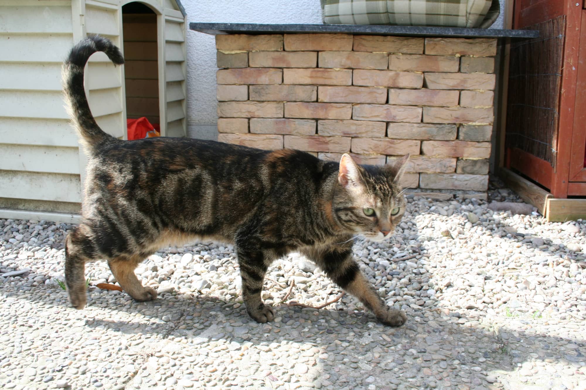 Getigerte Katze läuft im Sonnenlicht über den Kiesweg vor der Hauswand