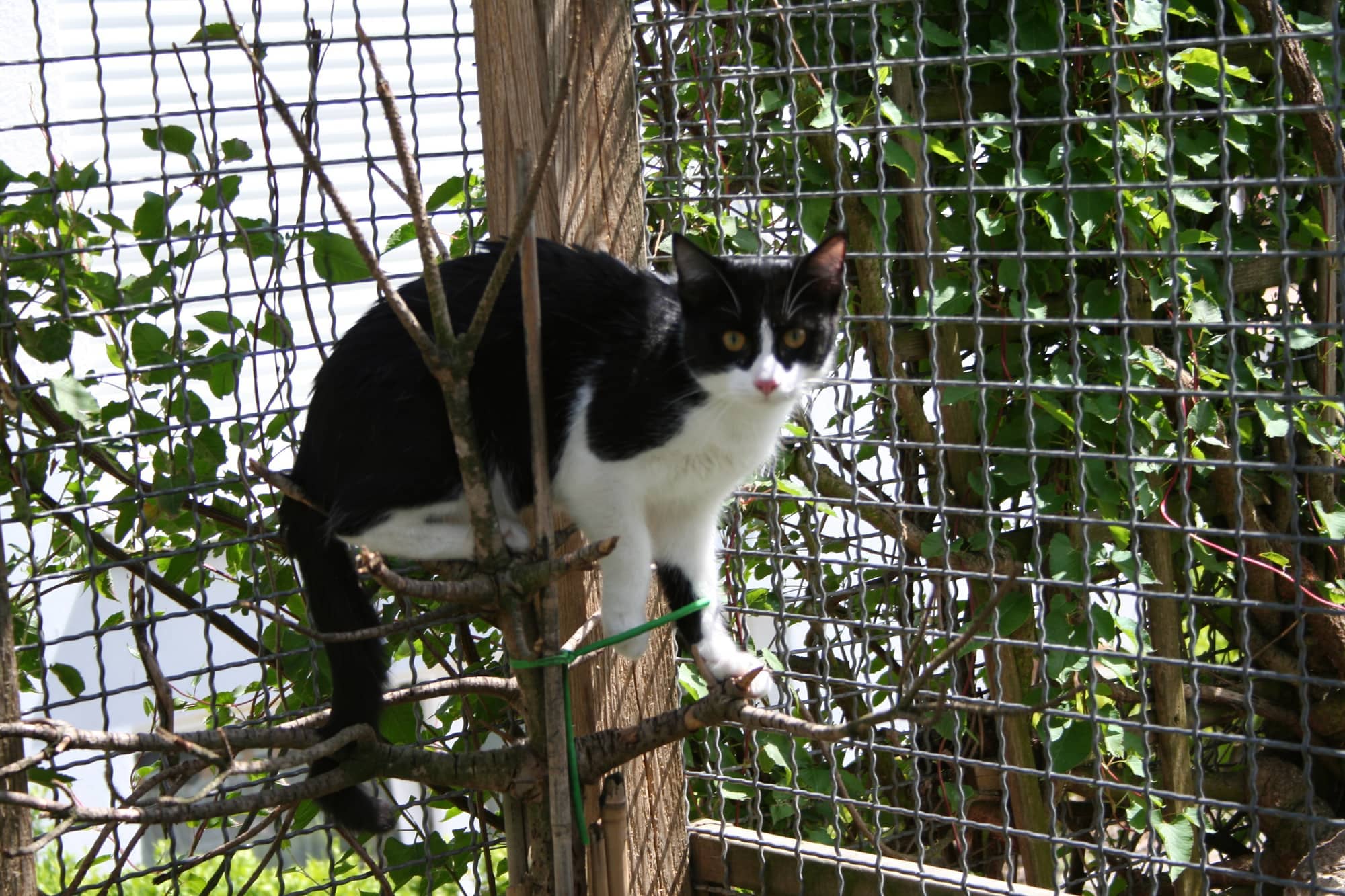 Schwarzweiße Katze klettert auf einem Ast im begrünten Freigehege