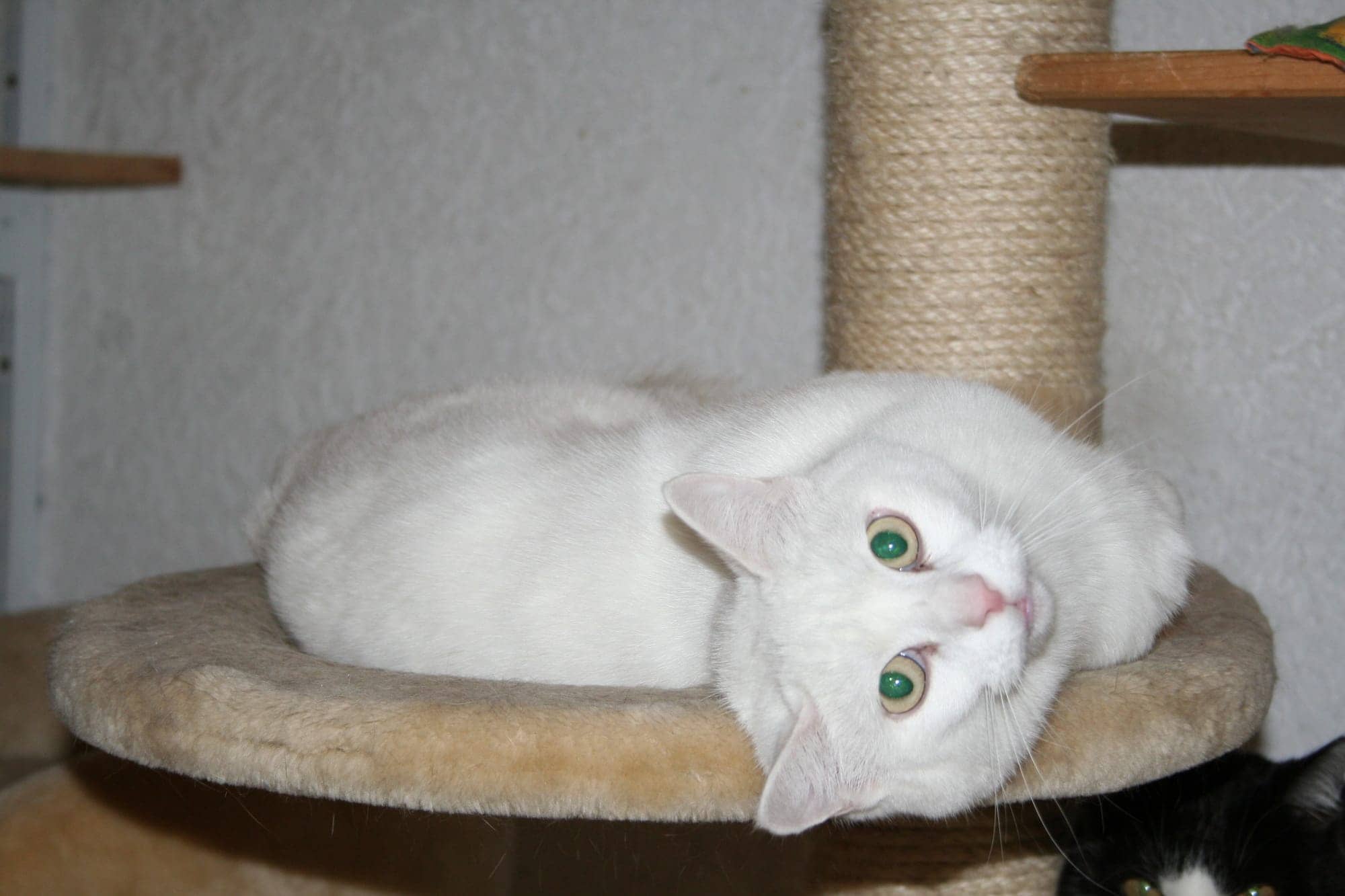 Weiße Katze liegt seitlich in einer runden Kratzbaumliege