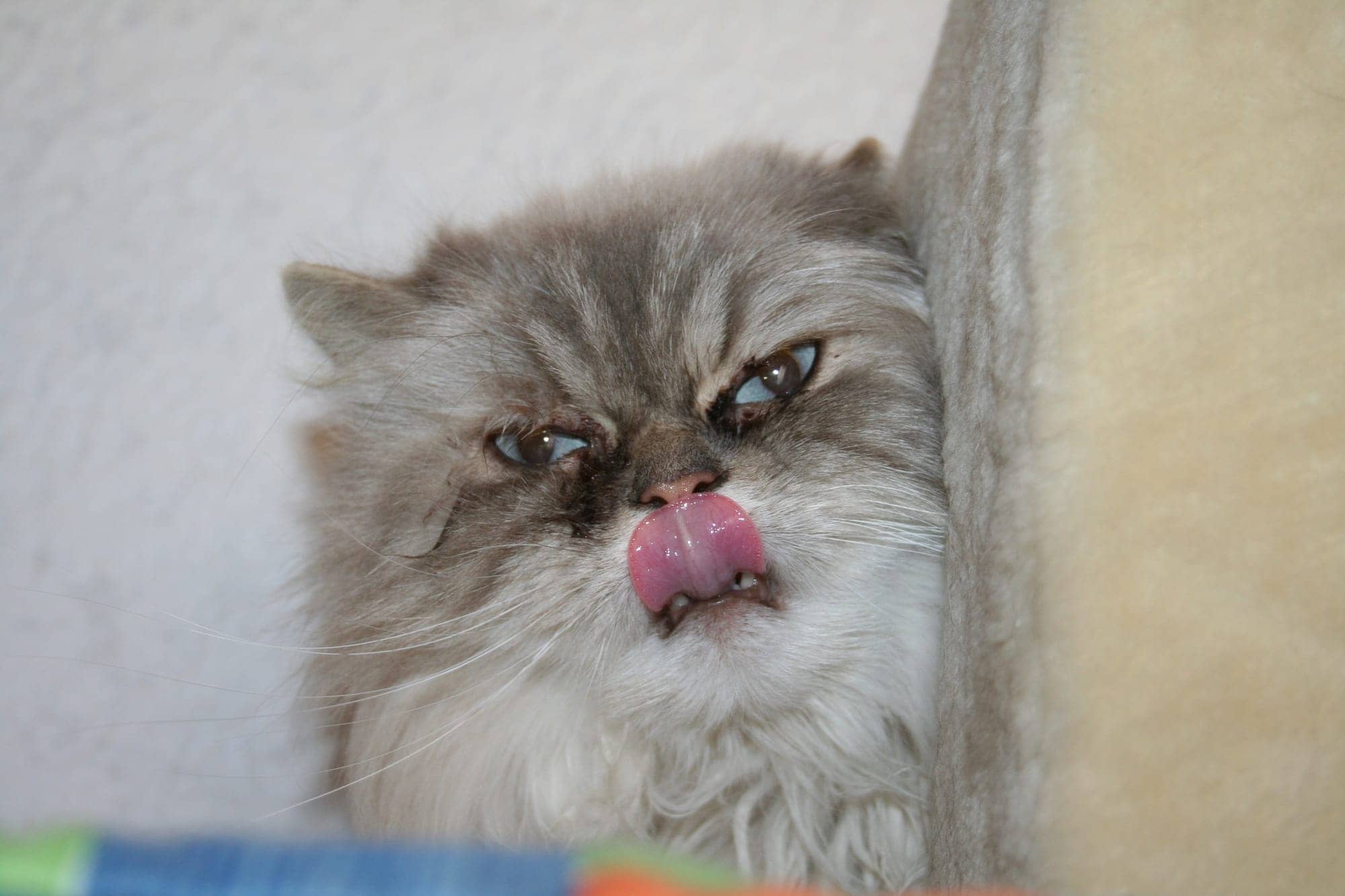 Perserkatze leckt sich die Nase