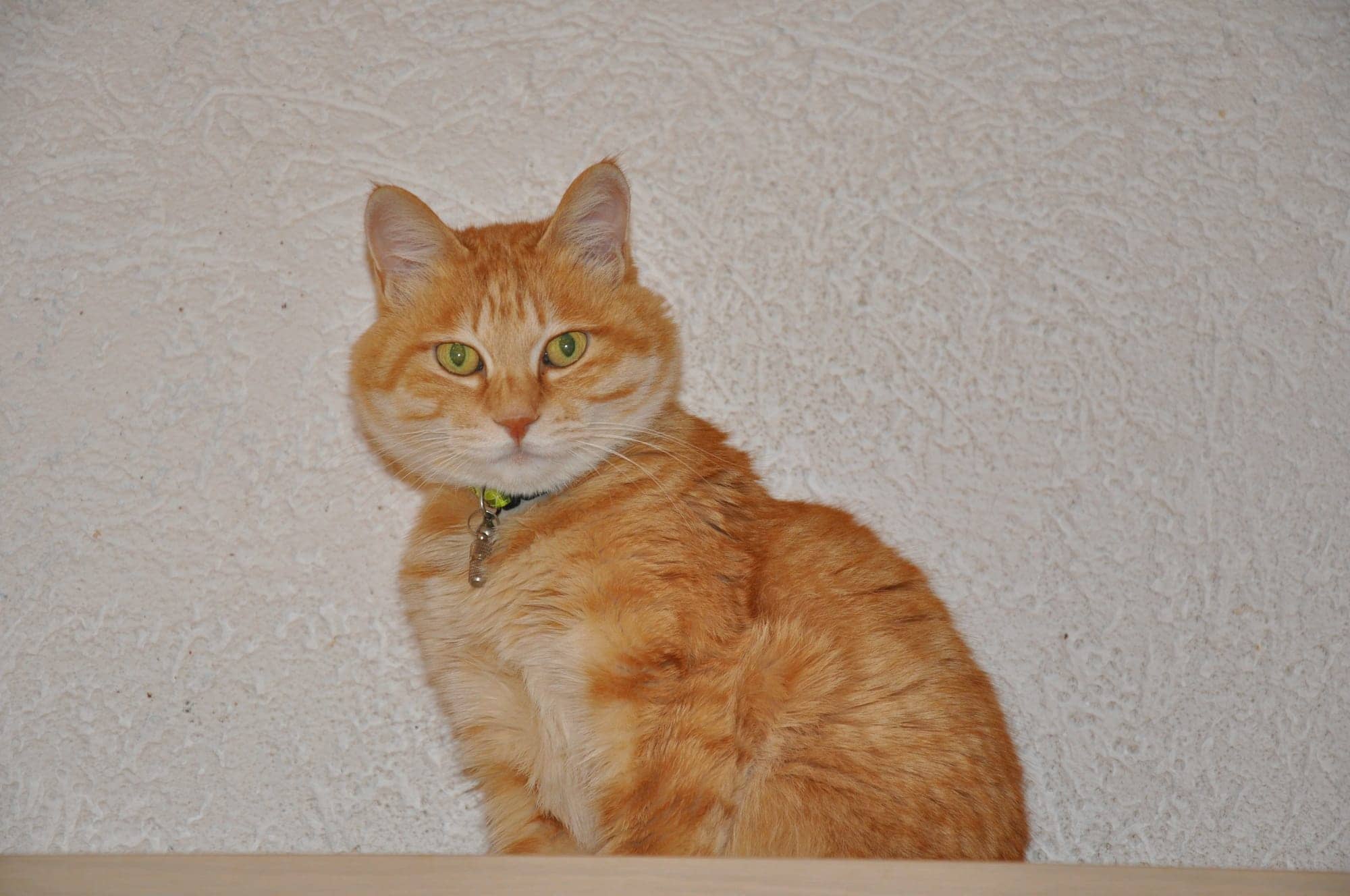 Rote Katze sitzt frontal vor einer hellen Wand