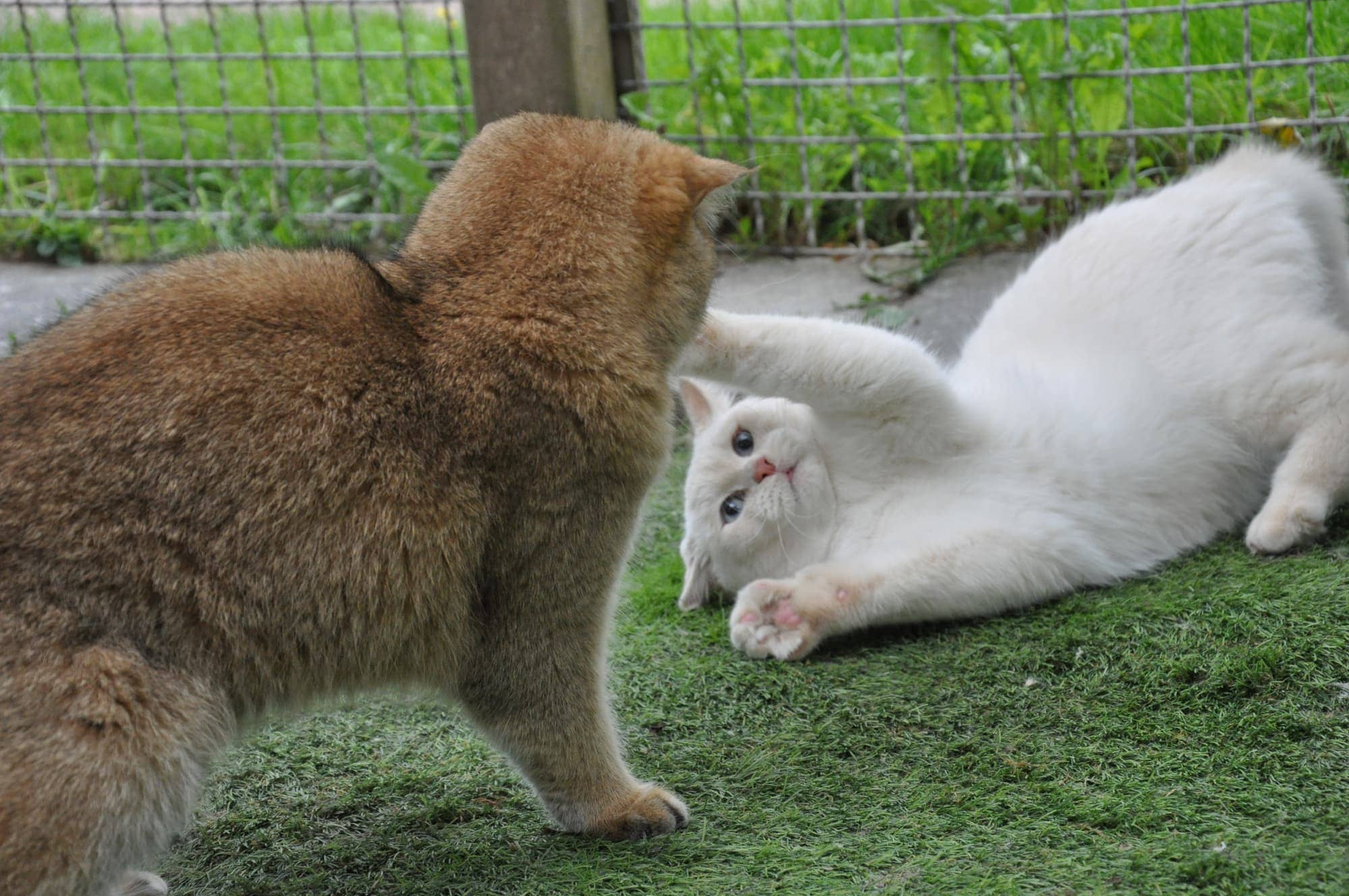 Zwei Katzen balgen auf der Rasenfläche im Freigehege