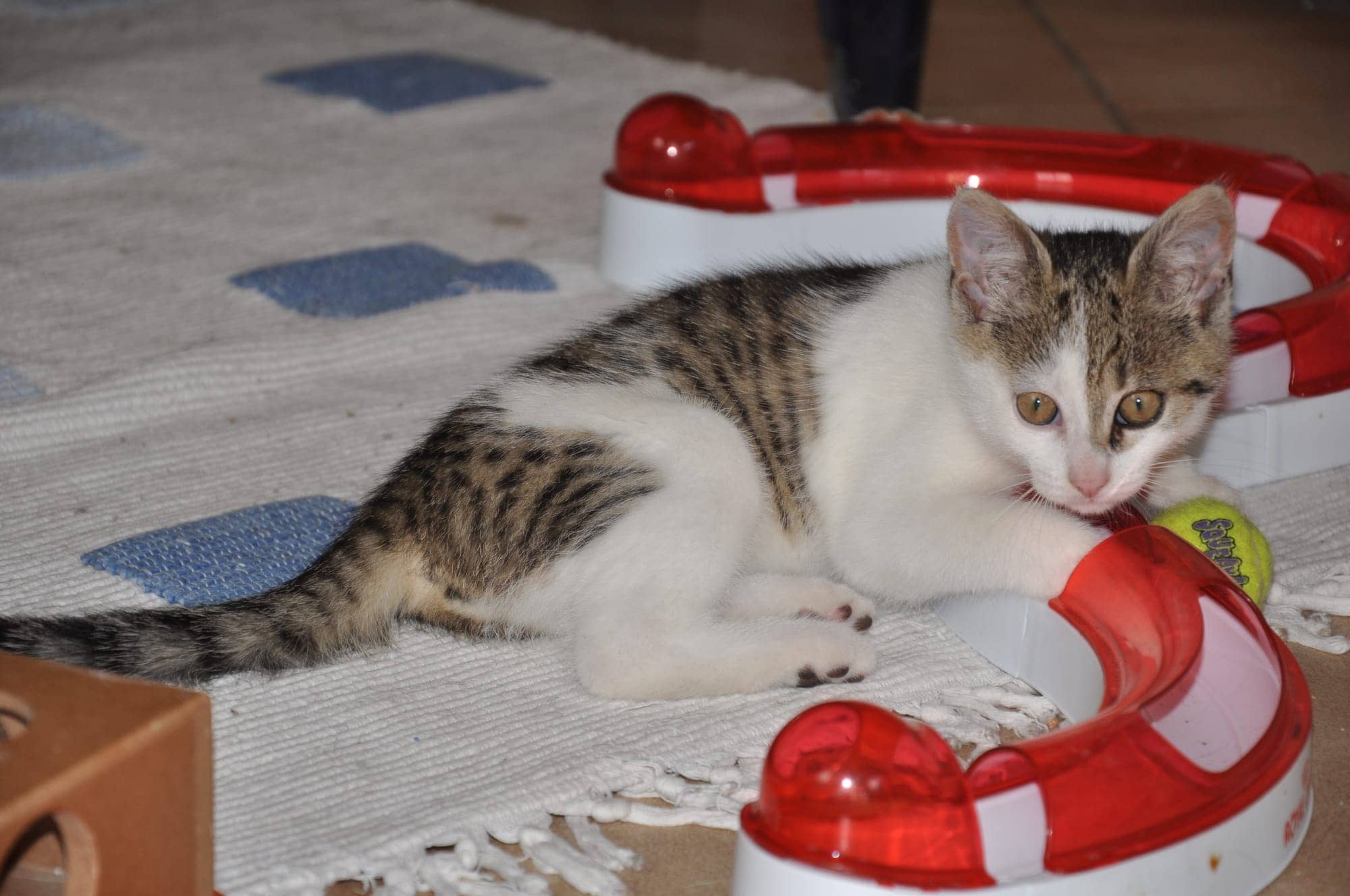Katze liegt neben einem rotweißen Spielrondell