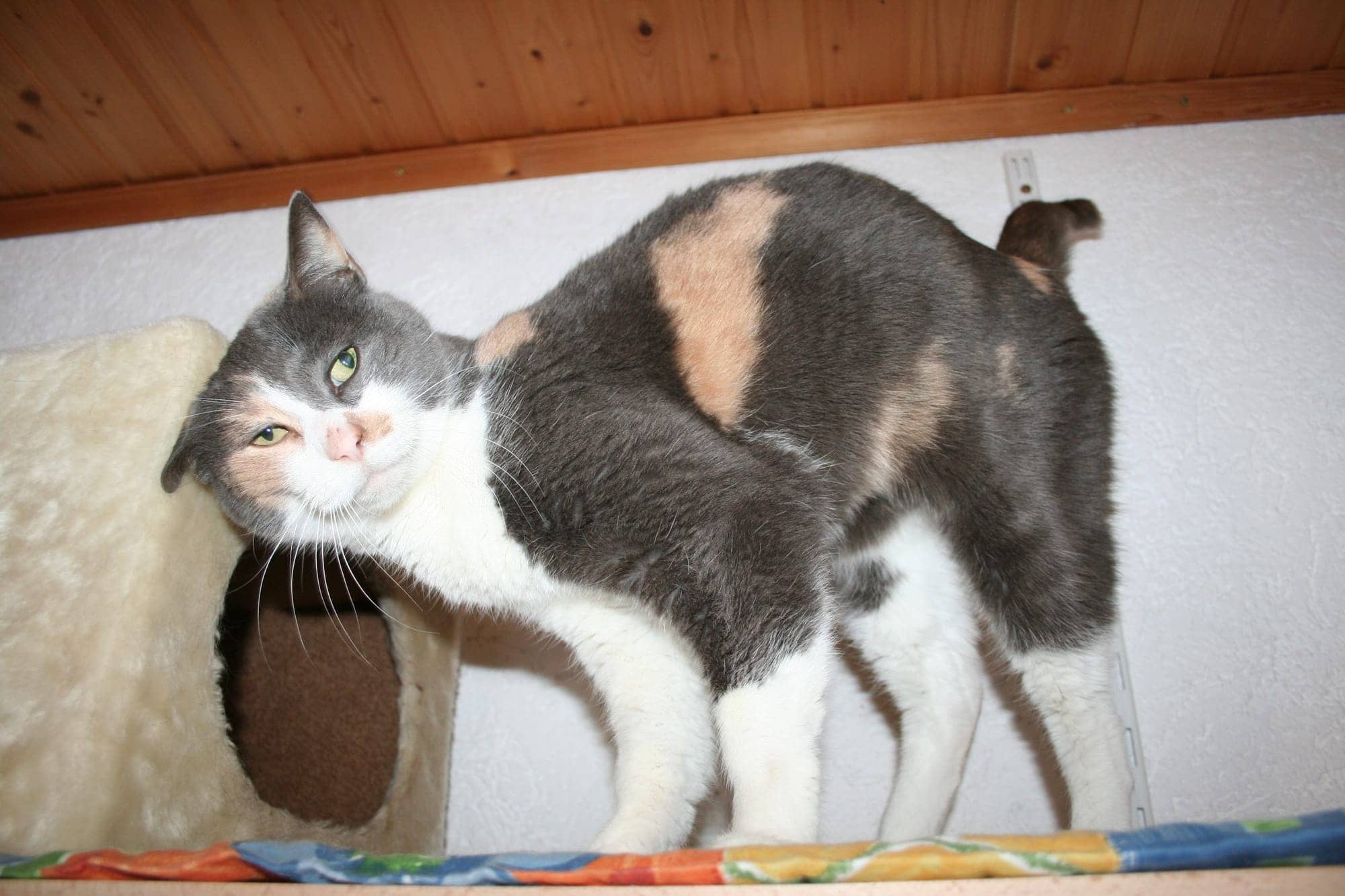 Grau-weiße Katze macht auf einem Wandbrett einen Katzenbuckel