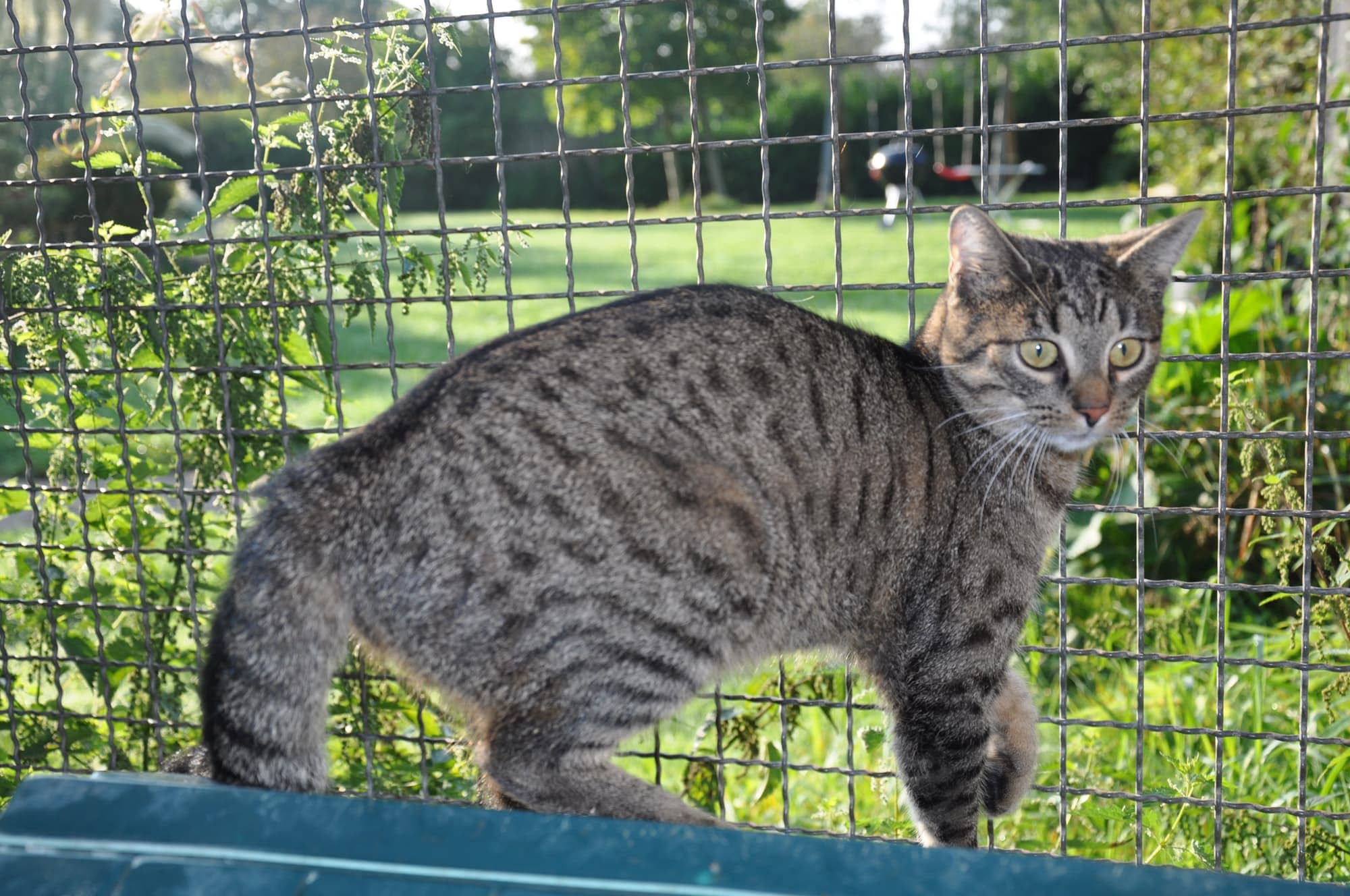 Getigerte Katze steht auf dem Gehegerand vor der Wiese