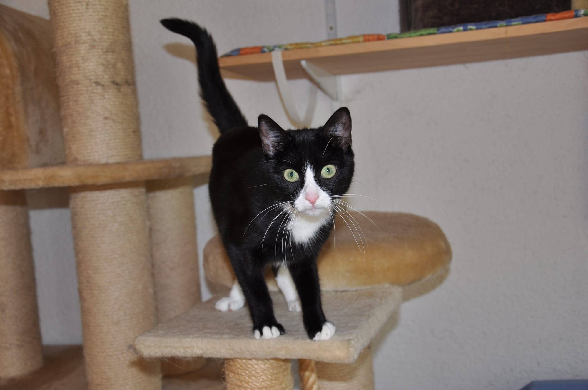 Schwarzweiße Katze steht auf einer Kratzbaum-Plattform im hellen Katzenzimmer